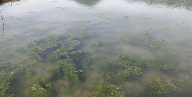 秋冬季節(jié)池塘的青苔如何消殺？