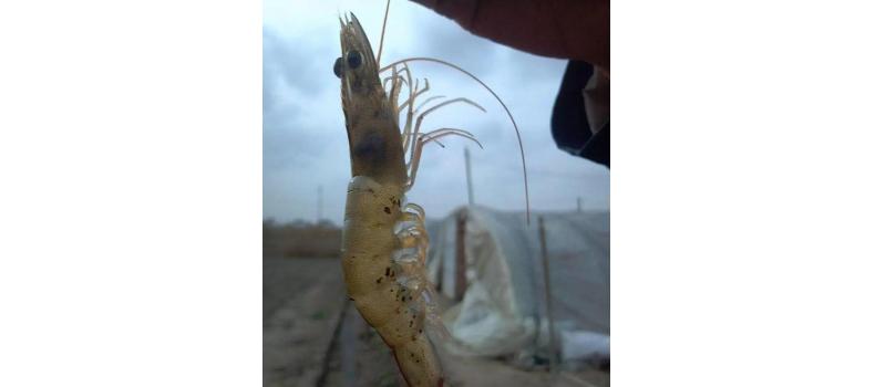 對(duì)蝦黑鰓褐斑綜合癥怎么辦？