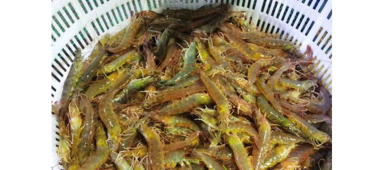 溫棚養(yǎng)殖南美白對蝦連續(xù)蛻殼怎么辦？